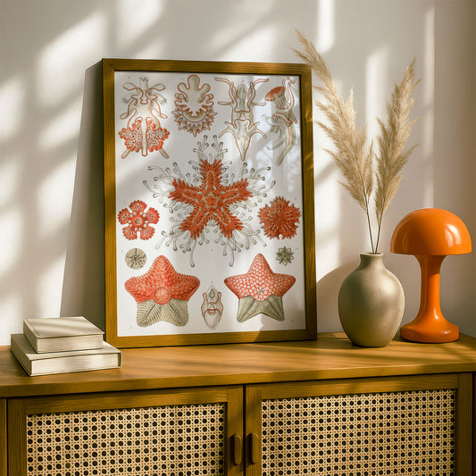 Ernst Haeckel Art Print | Plate 40: Asterias | Quality Vintage Wall Art Poster