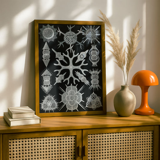 Ernst Haeckel Art Print | Plate 91: Astrosphaera | Vintage Wall Art Poster