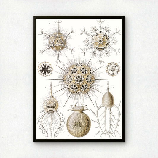Ernst Haeckel Art Print | Plate 1: Circogonia | Quality Vintage Wall Art Poster