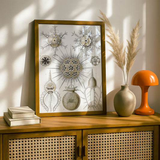 Ernst Haeckel Art Print | Plate 1: Circogonia | Quality Vintage Wall Art Poster