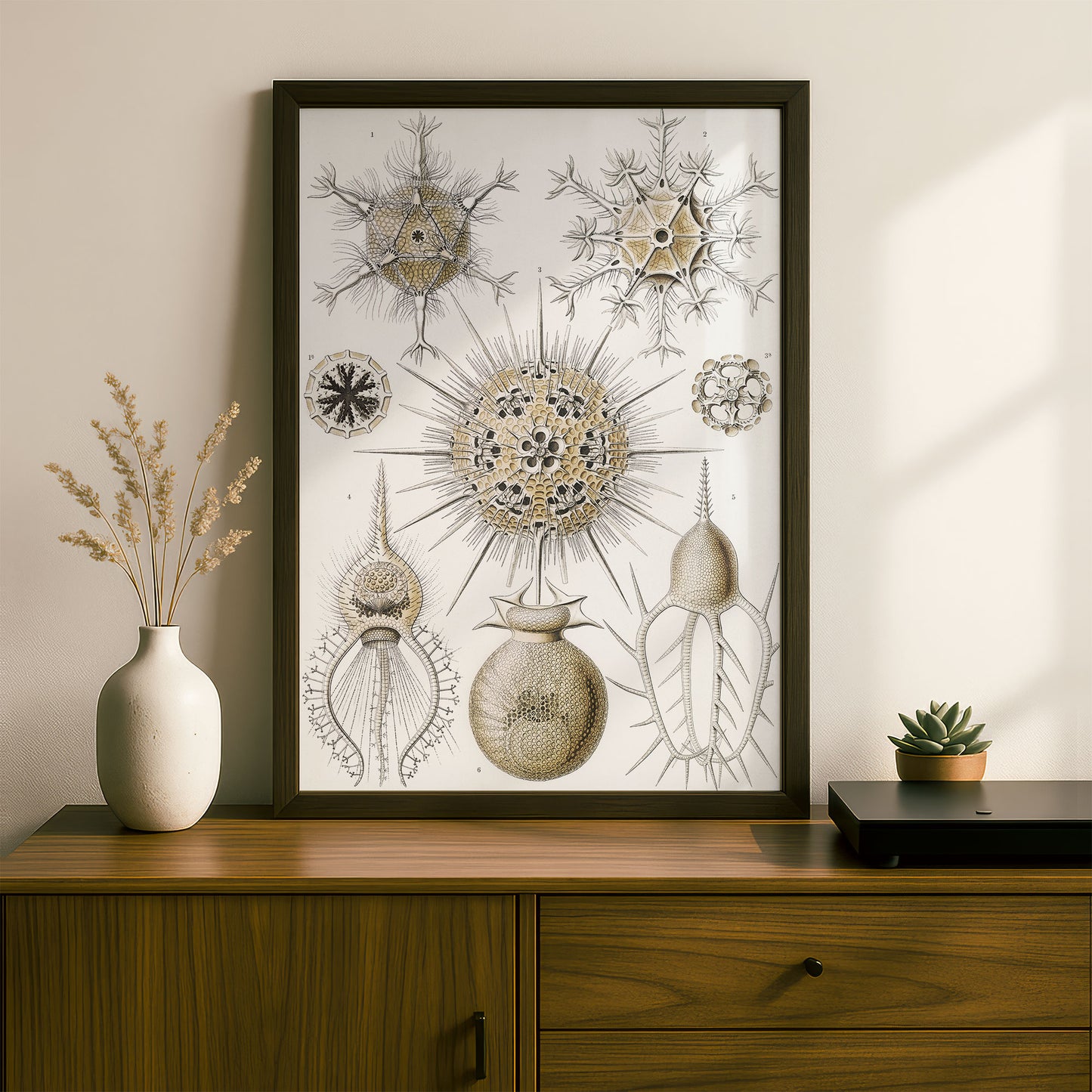 Ernst Haeckel Art Print | Plate 1: Circogonia | Quality Vintage Wall Art Poster