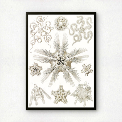 Ernst Haeckel Art Print | Plate 10: Ophiotrix | Vintage Wall Art Poster