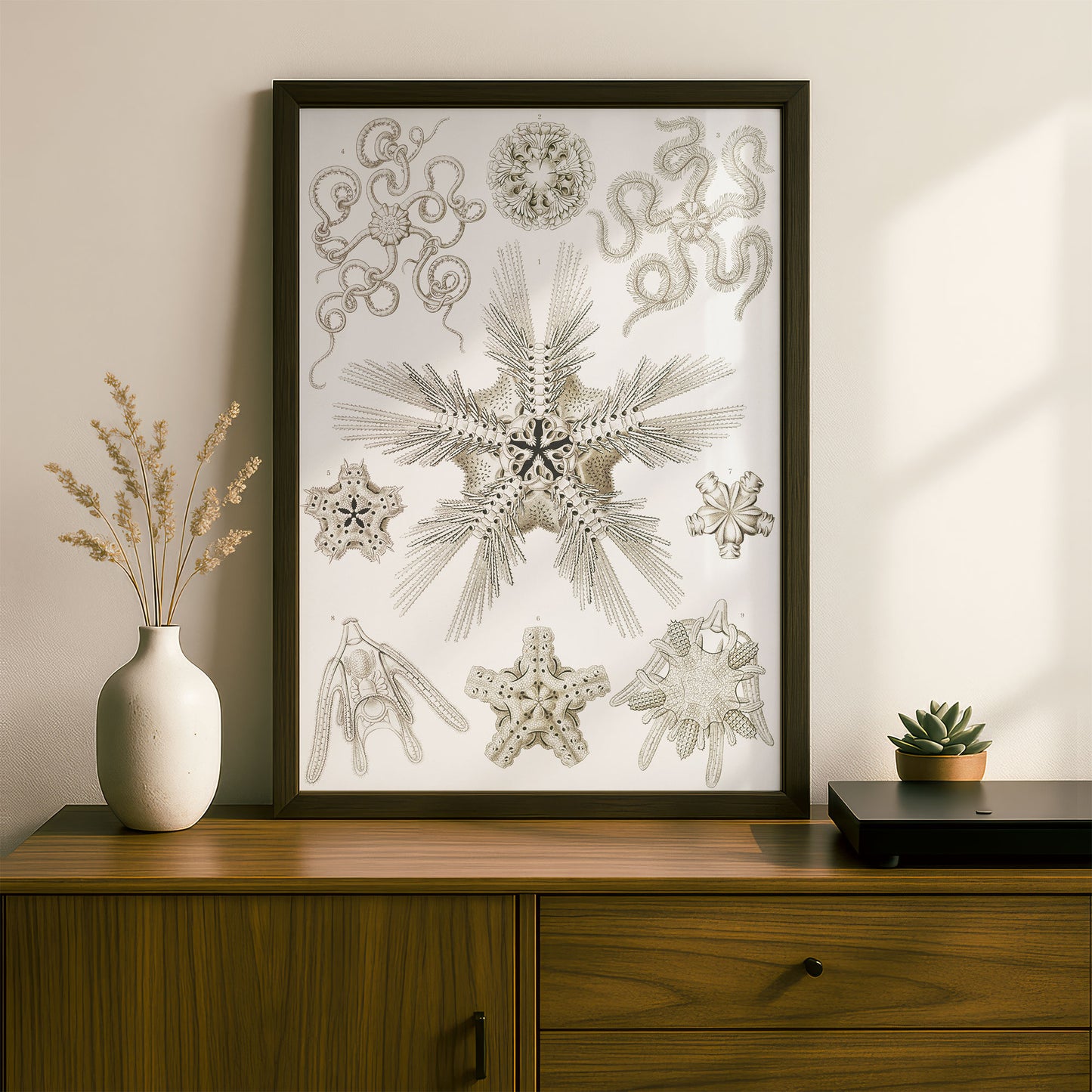 Ernst Haeckel Art Print | Plate 10: Ophiotrix | Vintage Wall Art Poster