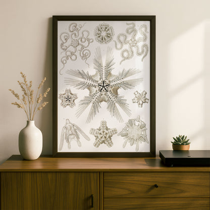 Ernst Haeckel Art Print | Plate 10: Ophiotrix | Vintage Wall Art Poster