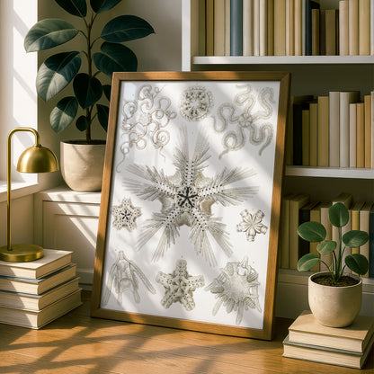 Ernst Haeckel Art Print | Plate 10: Ophiotrix | Vintage Wall Art Poster