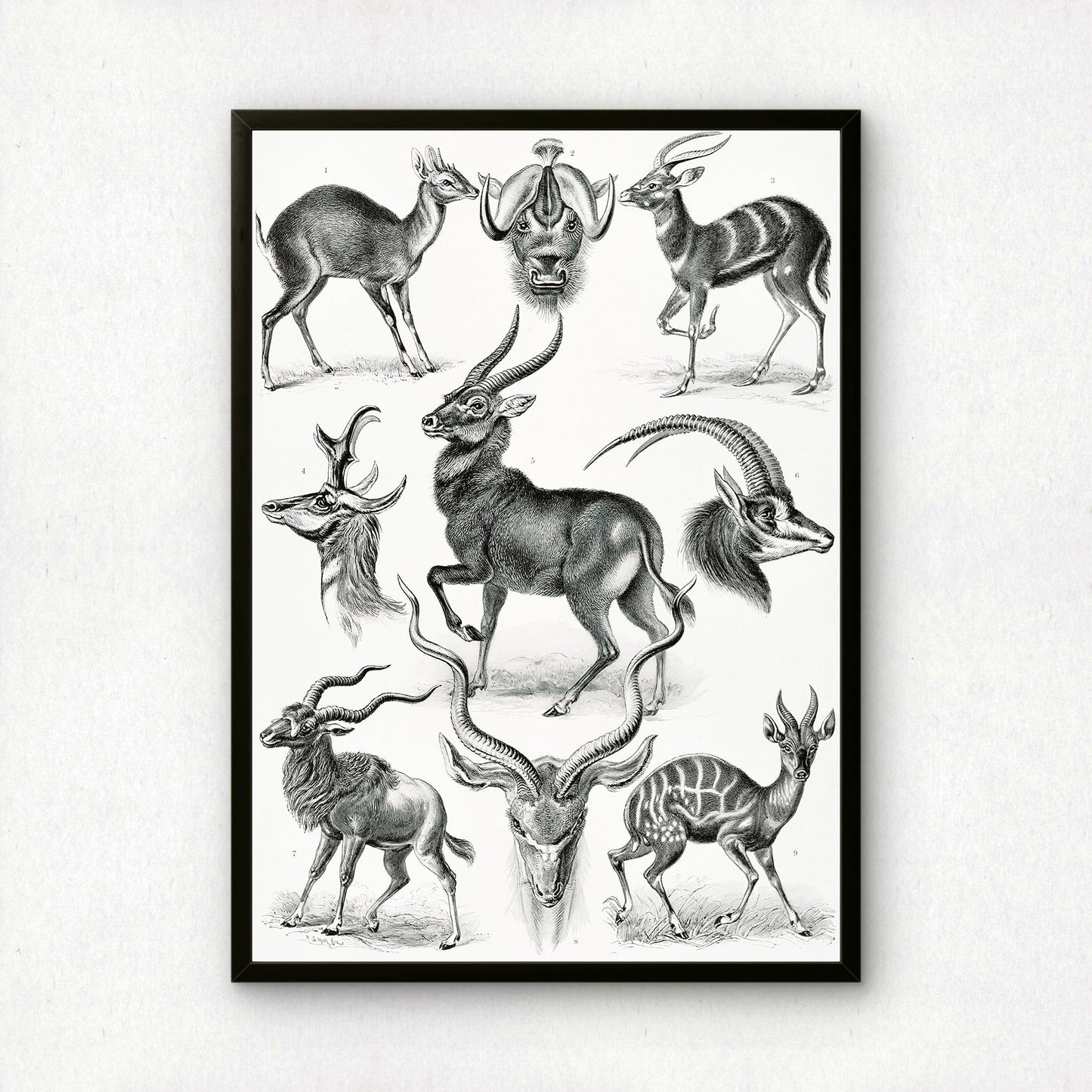 Ernst Haeckel Art Print | Plate 100: Antilope | Vintage Wall Art Poster