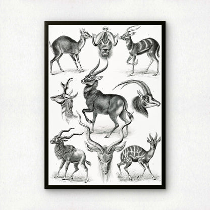 Ernst Haeckel Art Print | Plate 100: Antilope | Vintage Wall Art Poster
