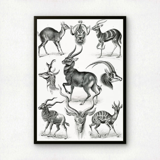 Ernst Haeckel Art Print | Plate 100: Antilope | Vintage Wall Art Poster