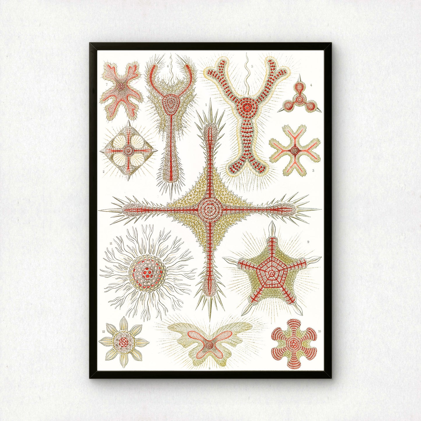 Ernst Haeckel Art Print | Plate 11: Heliodiscus | Vintage Wall Art Poster
