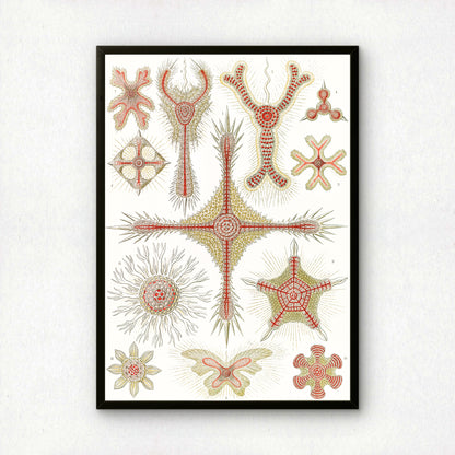 Ernst Haeckel Art Print | Plate 11: Heliodiscus | Vintage Wall Art Poster