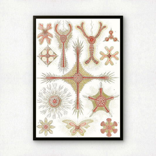 Ernst Haeckel Art Print | Plate 11: Heliodiscus | Vintage Wall Art Poster