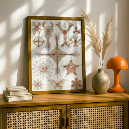 Ernst Haeckel Art Print | Plate 11: Heliodiscus | Vintage Wall Art Poster