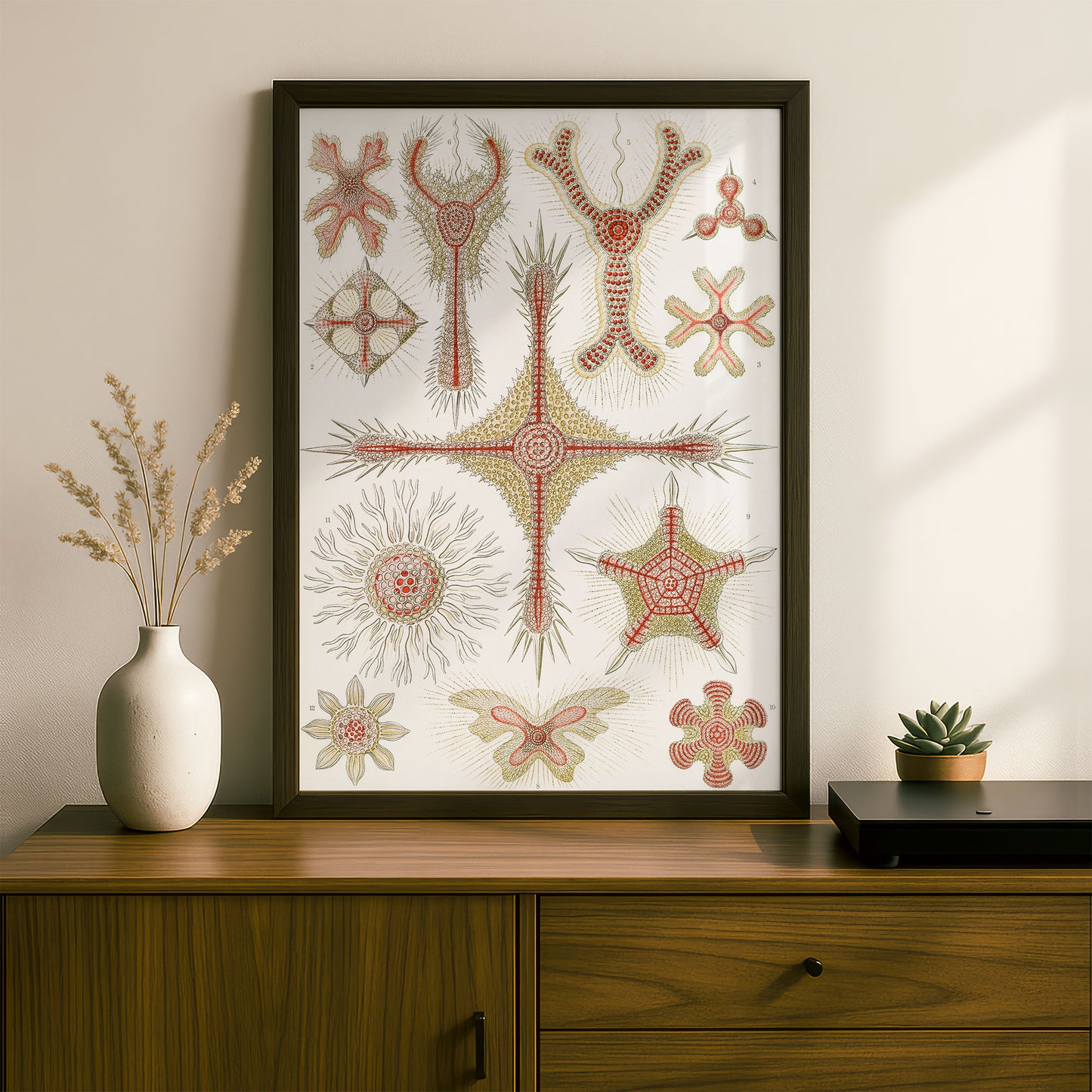 Ernst Haeckel Art Print | Plate 11: Heliodiscus | Vintage Wall Art Poster