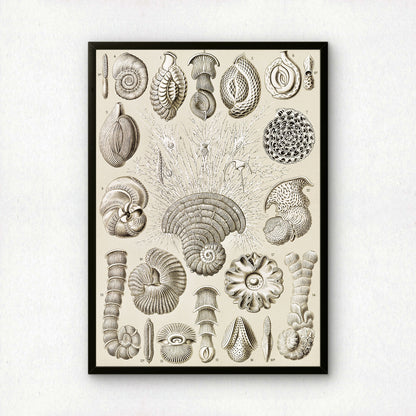 Ernst Haeckel Art Print | Plate 12: Miliola | Quality Vintage Wall Art Poster