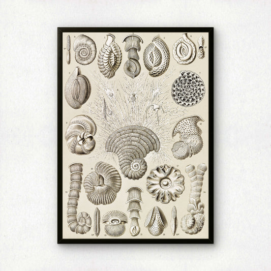 Ernst Haeckel Art Print | Plate 12: Miliola | Quality Vintage Wall Art Poster