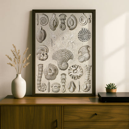 Ernst Haeckel Art Print | Plate 12: Miliola | Quality Vintage Wall Art Poster