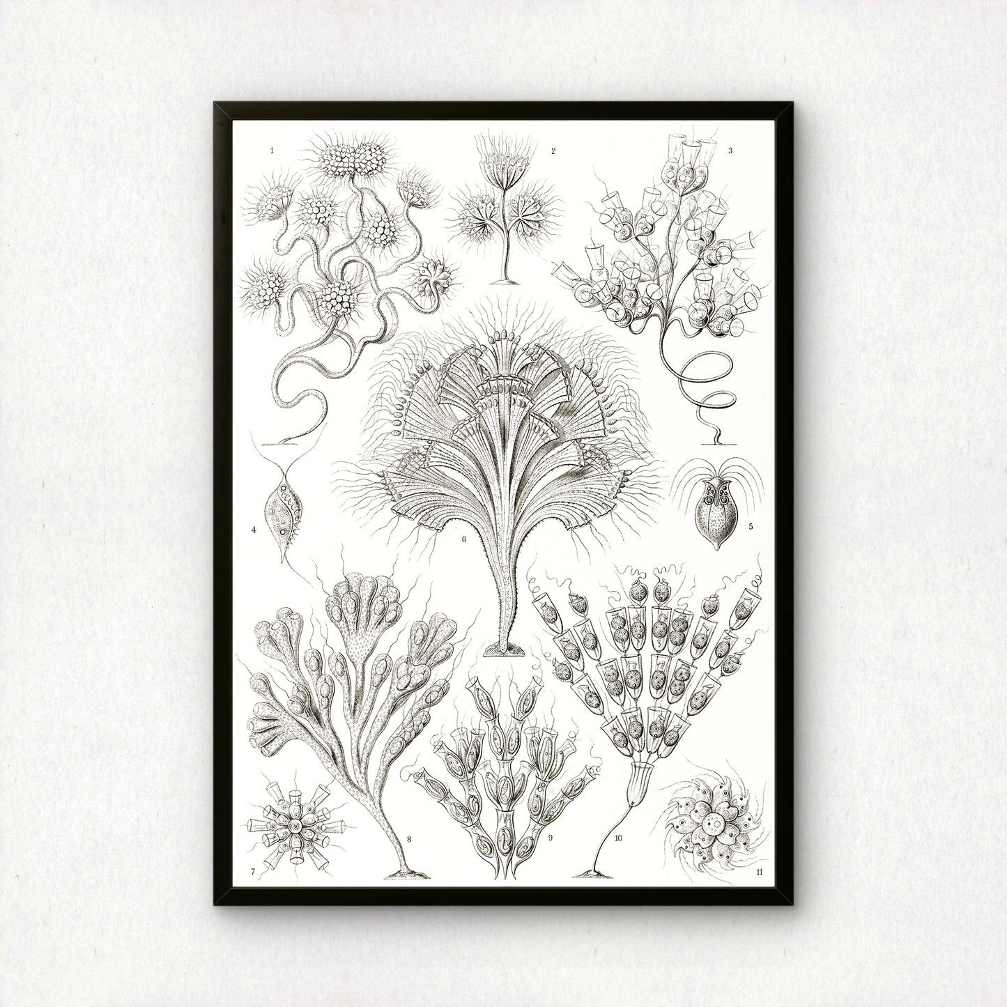 Ernst Haeckel Art Print | Plate 13: Dinobryon | Vintage Wall Art Poster