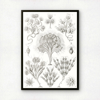 Ernst Haeckel Art Print | Plate 13: Dinobryon | Vintage Wall Art Poster