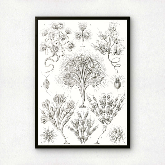 Ernst Haeckel Art Print | Plate 13: Dinobryon | Vintage Wall Art Poster