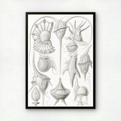 Ernst Haeckel Art Print | Plate 14: Peridinium | Vintage Wall Art Poster