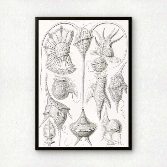 Ernst Haeckel Art Print | Plate 14: Peridinium | Vintage Wall Art Poster