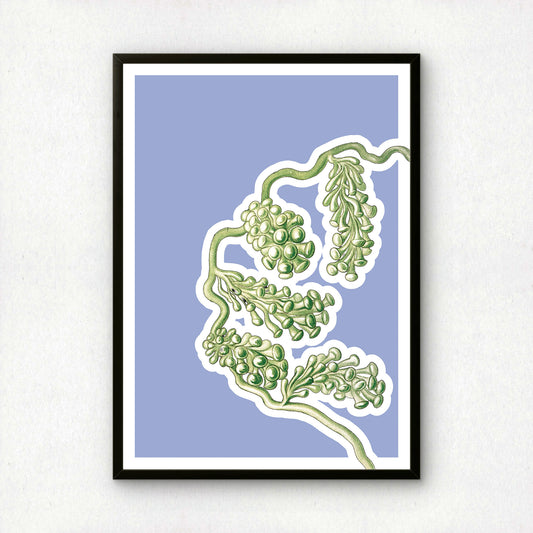 Ernst Haeckel Remixed Art Print 14 | Vintage Art Reimagined | Modern Wall Art