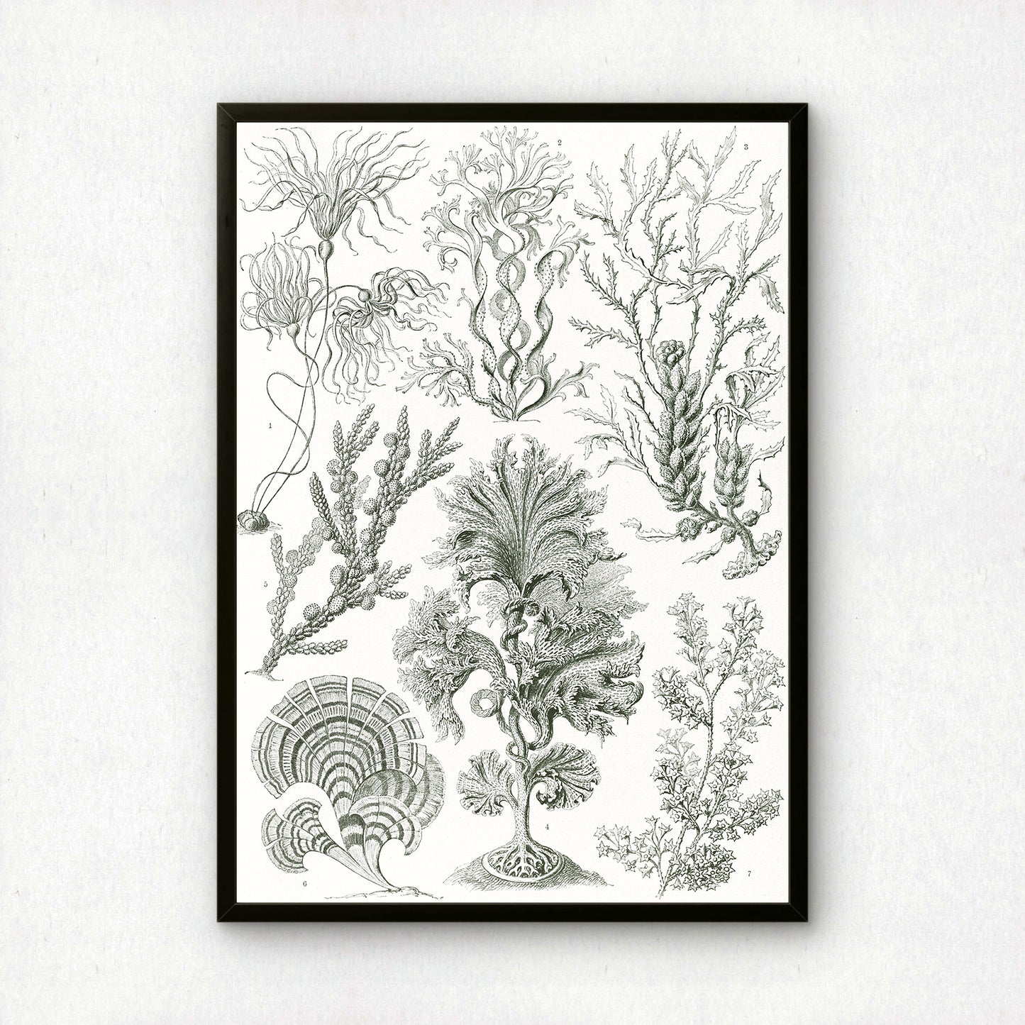 Ernst Haeckel Art Print | Plate 15: Zonaria | Quality Vintage Wall Art Poster
