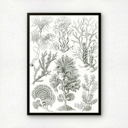Ernst Haeckel Art Print | Plate 15: Zonaria | Quality Vintage Wall Art Poster