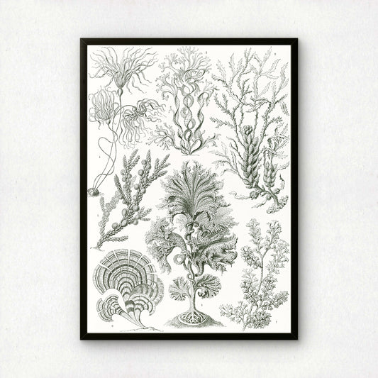 Ernst Haeckel Art Print | Plate 15: Zonaria | Quality Vintage Wall Art Poster