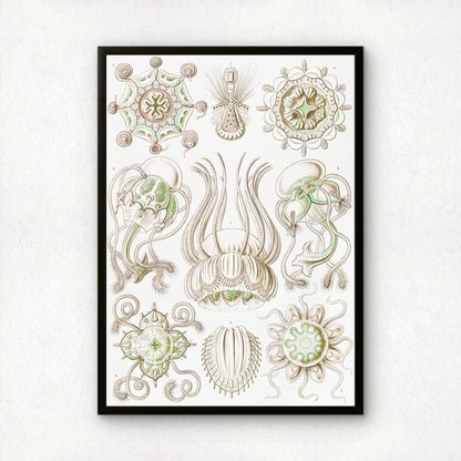 Ernst Haeckel Art Print | Plate 16: Pegantha | Quality Vintage Wall Art Poster