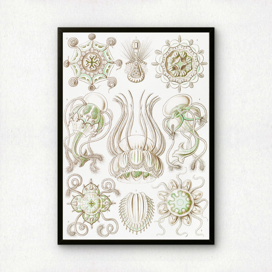 Ernst Haeckel Art Print | Plate 16: Pegantha | Quality Vintage Wall Art Poster