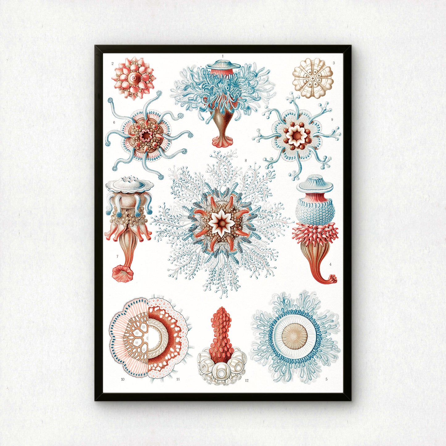 Ernst Haeckel Art Print | Plate 17: Porpema | Quality Vintage Wall Art Poster