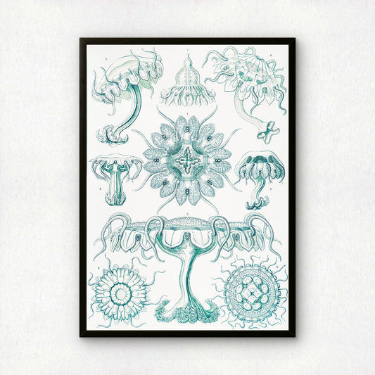 Ernst Haeckel Art Print | Plate 18: Linantha | Vintage Wall Art Poster