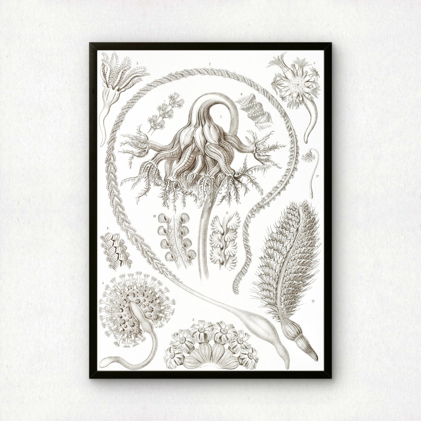 Ernst Haeckel Art Print | Plate 19: Pennatula | Vintage Wall Art Poster