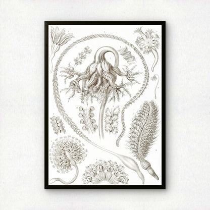 Ernst Haeckel Art Print | Plate 19: Pennatula | Vintage Wall Art Poster