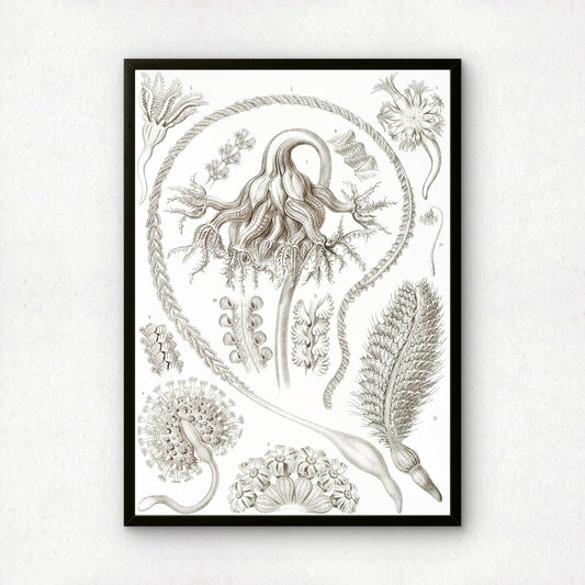 Ernst Haeckel Art Print | Plate 19: Pennatula | Vintage Wall Art Poster