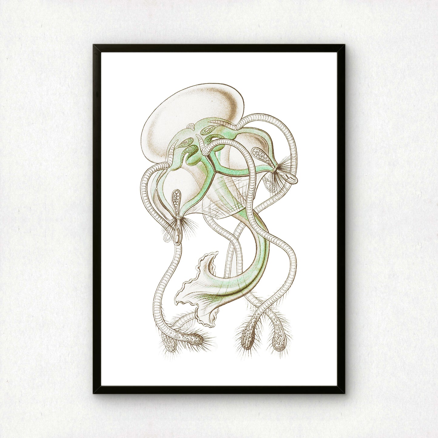 Ernst Haeckel Remixed Art Print 19 | Modern Design | Geometric Wall Art