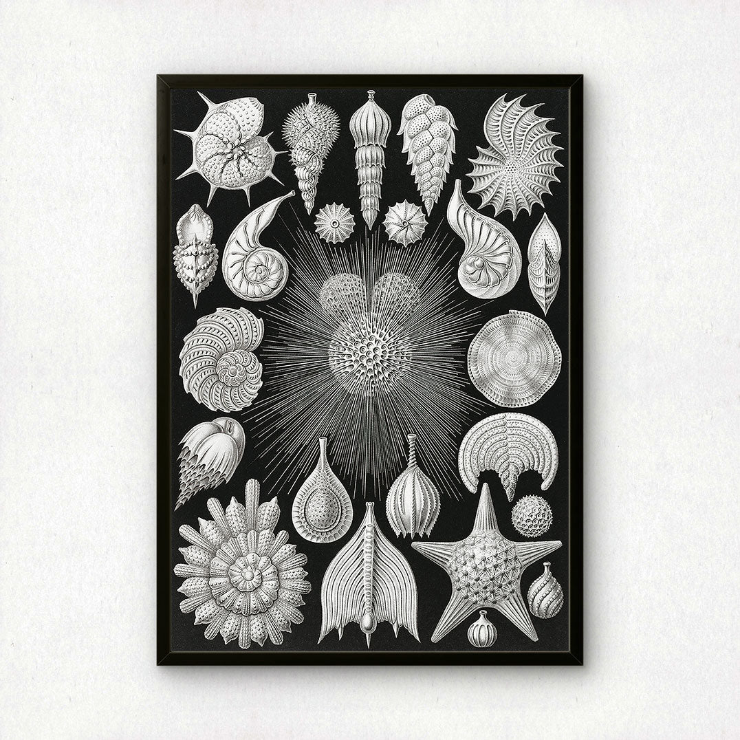 Ernst Haeckel Art Print | Plate 2: Globigerina | Vintage Wall Art Poster