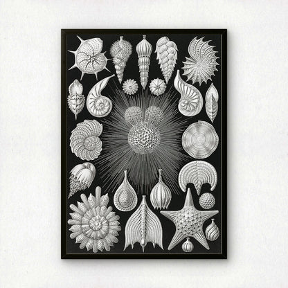 Ernst Haeckel Art Print | Plate 2: Globigerina | Vintage Wall Art Poster