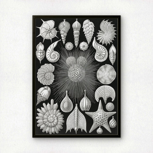 Ernst Haeckel Art Print | Plate 2: Globigerina | Vintage Wall Art Poster