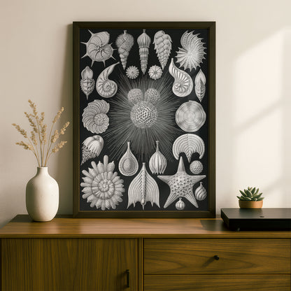 Ernst Haeckel Art Print | Plate 2: Globigerina | Vintage Wall Art Poster