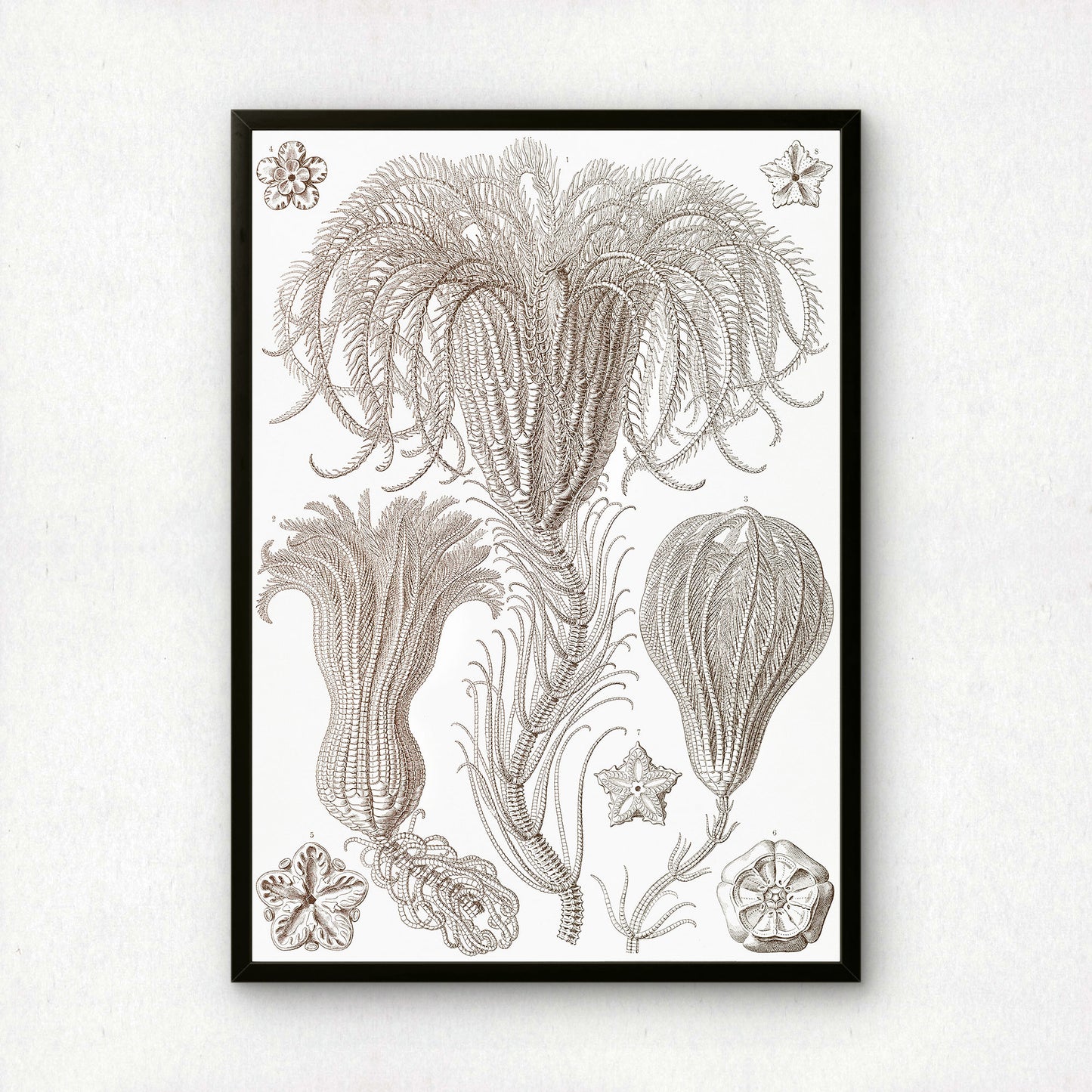Ernst Haeckel Art Print | Plate 20: Pentacrinus | Vintage Wall Art Poster