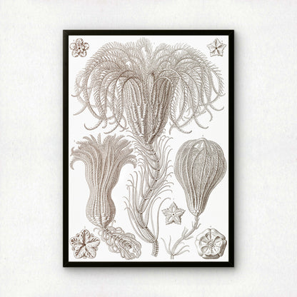 Ernst Haeckel Art Print | Plate 20: Pentacrinus | Vintage Wall Art Poster