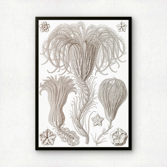 Ernst Haeckel Art Print | Plate 20: Pentacrinus | Vintage Wall Art Poster