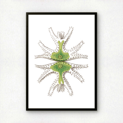 Ernst Haeckel Remixed Art Print 20 | Vintage Art Reimagined | Modern Wall Art
