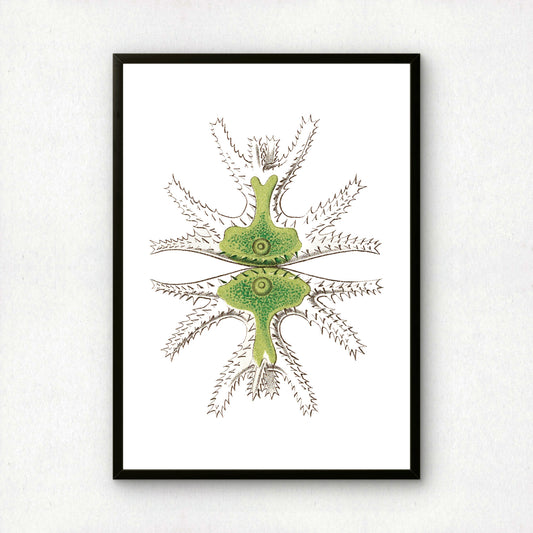 Ernst Haeckel Remixed Art Print 20 | Vintage Art Reimagined | Modern Wall Art