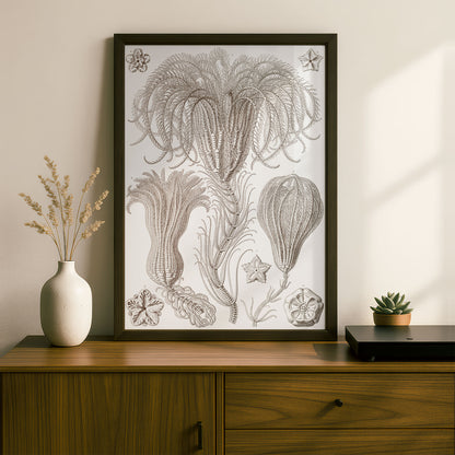 Ernst Haeckel Art Print | Plate 20: Pentacrinus | Vintage Wall Art Poster
