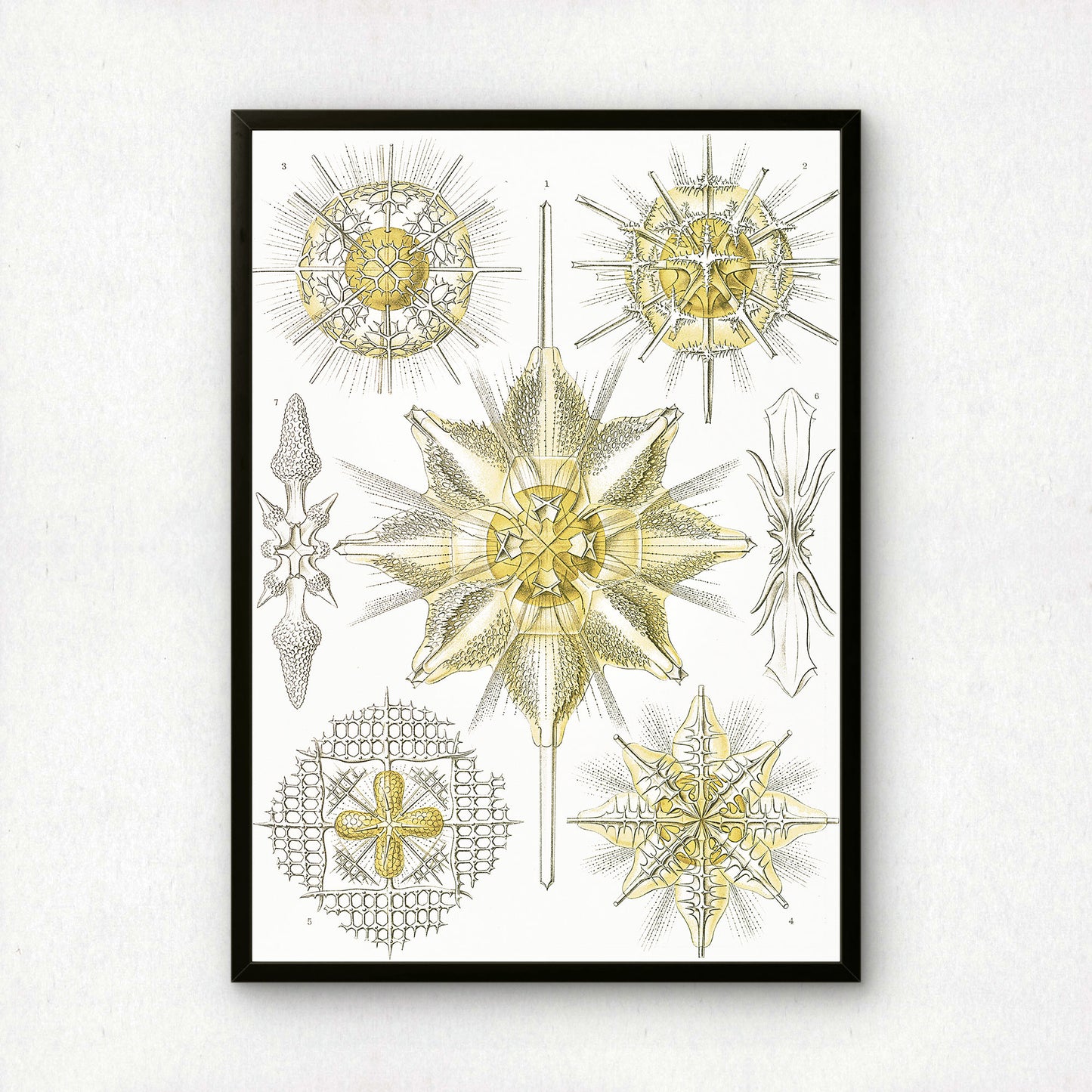 Ernst Haeckel Art Print | Plate 21: Xiphacantha | Vintage Wall Art Poster