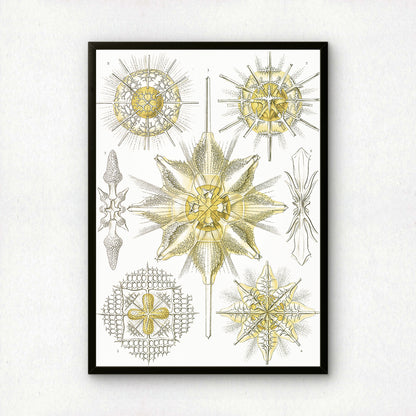 Ernst Haeckel Art Print | Plate 21: Xiphacantha | Vintage Wall Art Poster