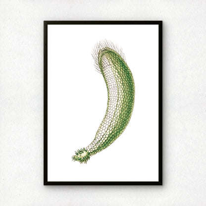 Ernst Haeckel Remixed Art Print 21 | Vintage Illustration | Modern Wall Art